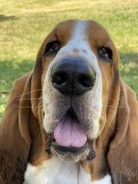 Close-up portrait of dog in the park