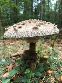 Close-up of mushroom growing on field