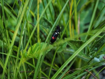 Close-up of ladybug on grass