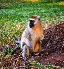 Monkey sitting on grass