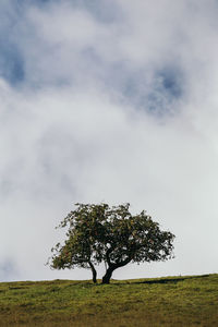 Tree on field against sky