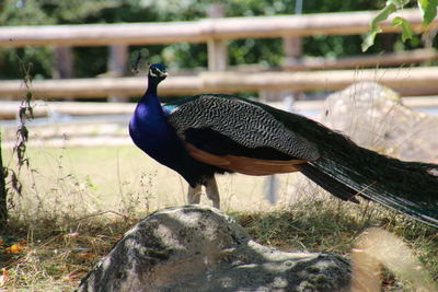 Close-up of peacock on field