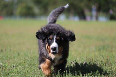 Portrait of dog on field