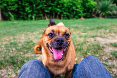 Portrait of a dog