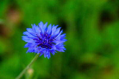 Close-up of purple blue flower