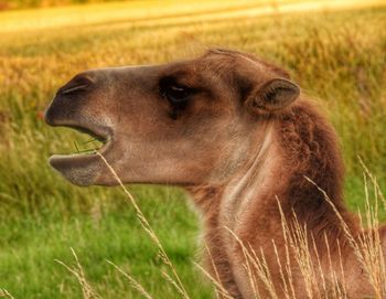 Close-up of a horse on field