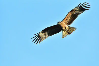 Low angle view of eagle flying in sky