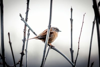 Close-up of bird perching on branch