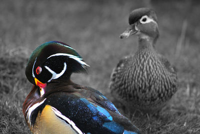 Close-up of a duck