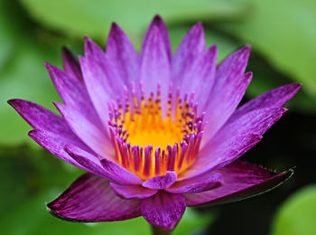 Close-up of purple water lily