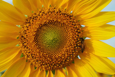 Close-up of sunflower