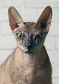 Close-up portrait of a cat