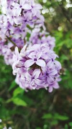 Close-up of pink flowers