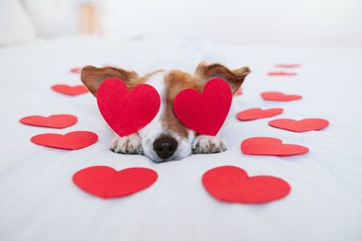 Cute jack russell dog at home with red love roses and hearts, romance valentines concept