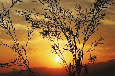 Close-up of plants against sunset