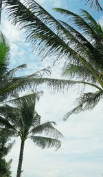 Low angle view of palm tree against sky