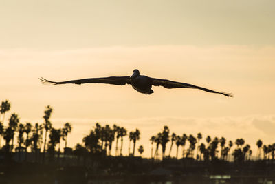 Low angle view of birds flying against sky