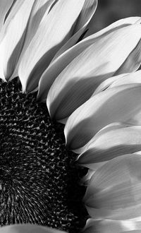 Full frame shot of flowering plant