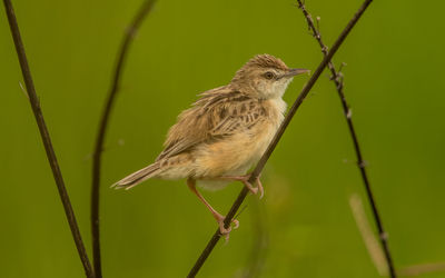 Close-up of bird perching on twig
