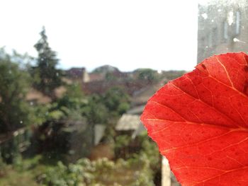 Close-up of leaves against blurred background