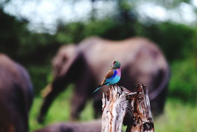 Close-up of bird perching on wooden post