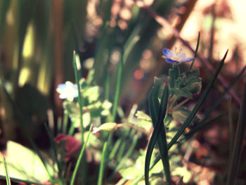 Close-up of flowers