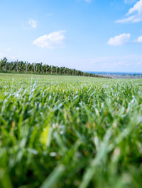 Scenic view of agricultural field against sky