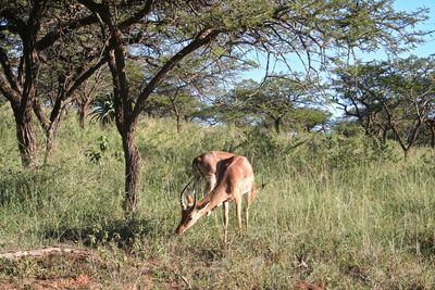 Deer grazing on grassy field