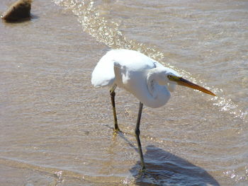 High angle view of bird in lake