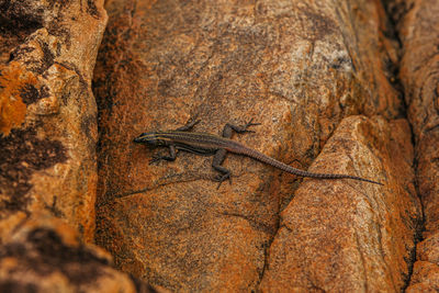 Close-up of a lizard on rock