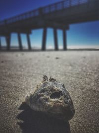 Close-up of lizard on sand at beach