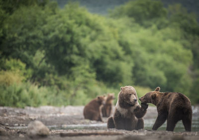 Bears against trees in forest