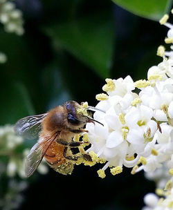 Close-up of bee pollinating on white flower