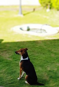 Dog sitting in a field