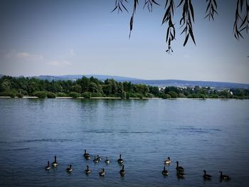 Ducks swimming in lake against sky