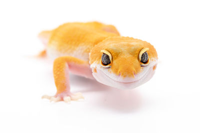 Close-up of frog over white background