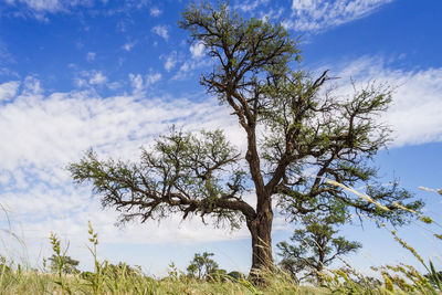 Low angle view of tree against sky