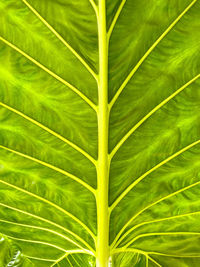 Full frame shot of palm leaves