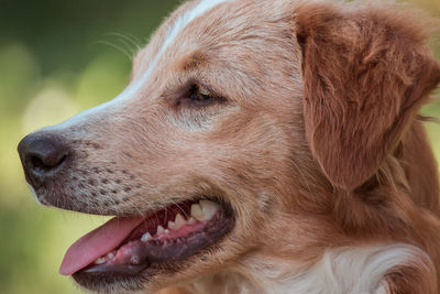 Close-up of a dog looking away