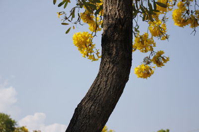 Low angle view of flowering tree against sky