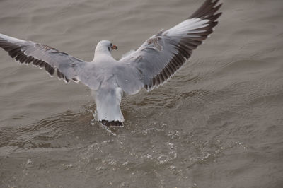 A natural scene of seagull flying and gliding over water