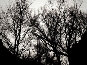 Low angle view of silhouette bare trees against sky