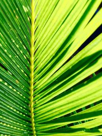 Full frame shot of leaves