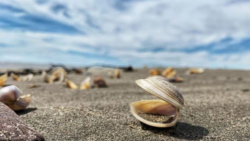 Close-up of seashell at beach