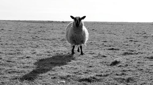 Portrait of sheep on field