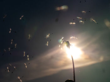 Low angle view of birds flying in sky