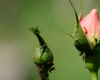 Close-up of insect on plant