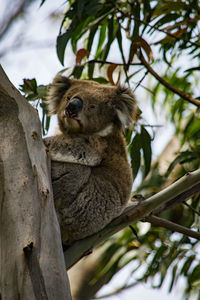 Koala at great otway national park