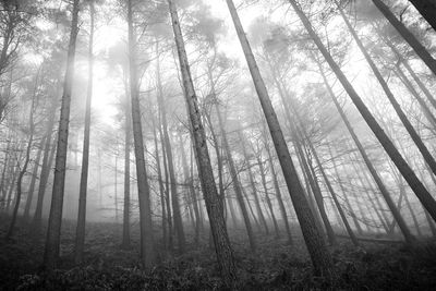 Low angle view of trees in forest