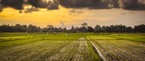 Scenic view of agricultural field against sky during sunset